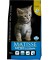 Matisse Gatitos